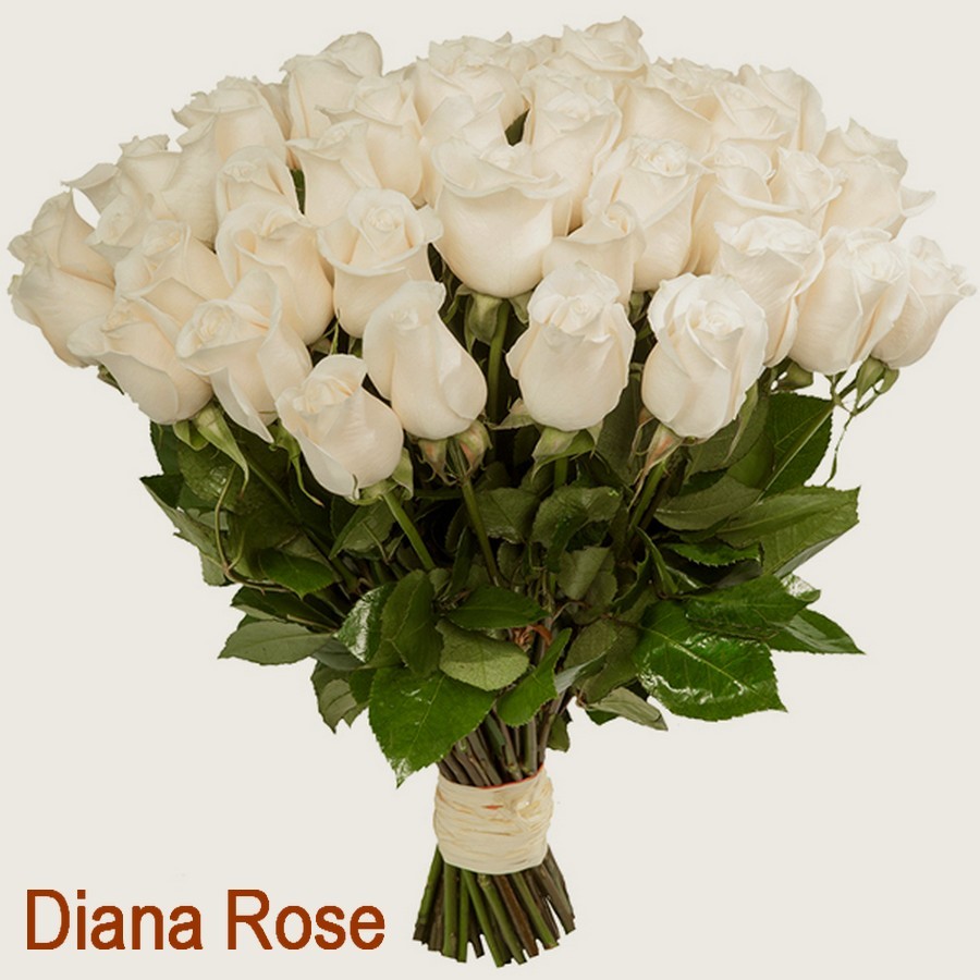 Голландские Белые Розы